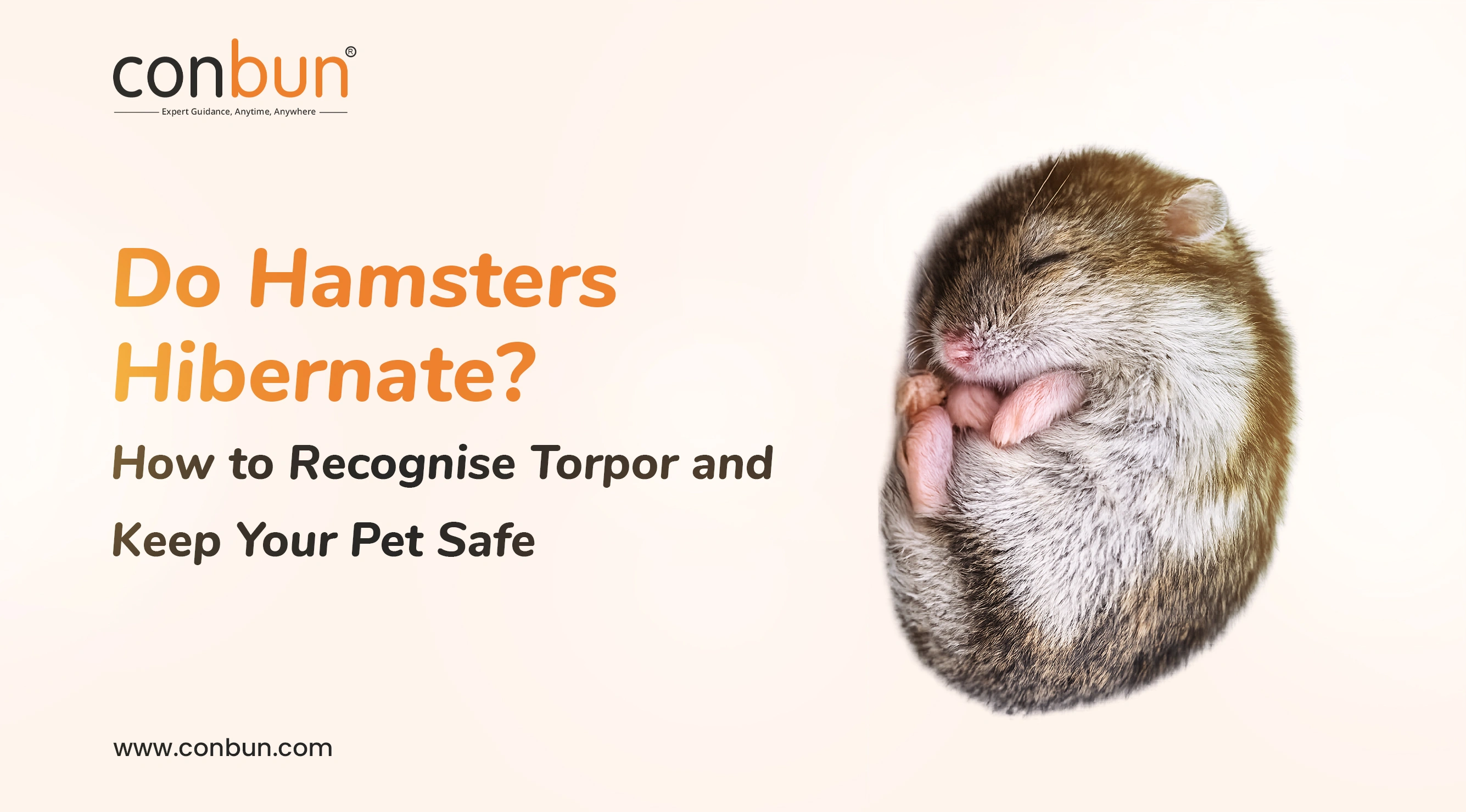 Do Hamsters Hibernate? How to Recognise Torpor and Keep Your Pet Safe